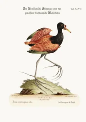 The Spur-winged Water-hen of Brazil, 1749-73